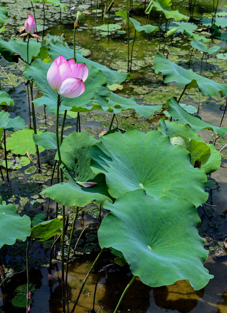 Изображение особи Nelumbo nucifera.