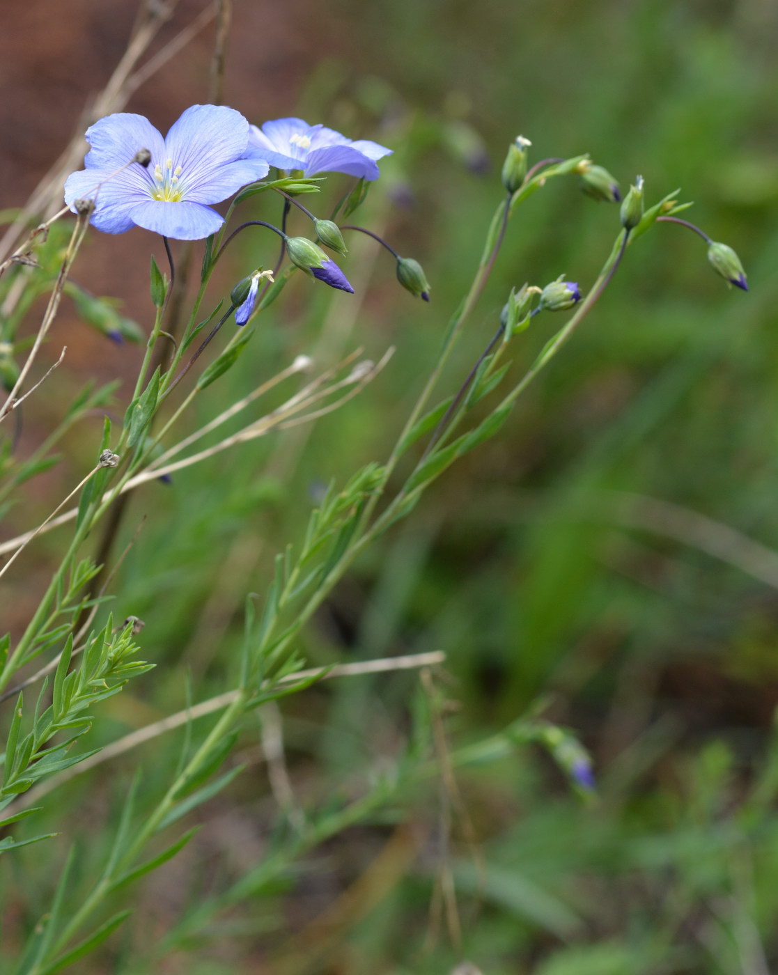 Image of Linum altaicum specimen.