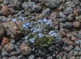 Myosotis alpestris