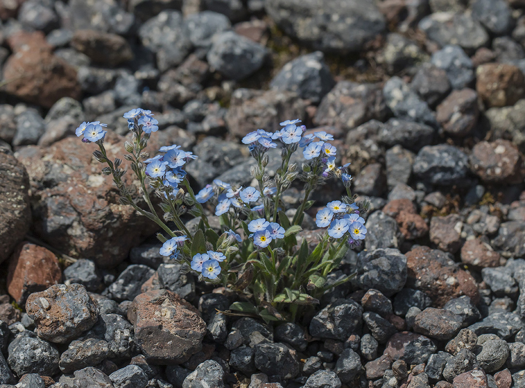 Изображение особи Myosotis alpestris.