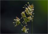 Dactylis glomerata