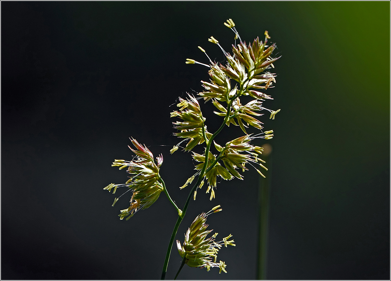 Изображение особи Dactylis glomerata.