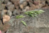 Bromus hordeaceus