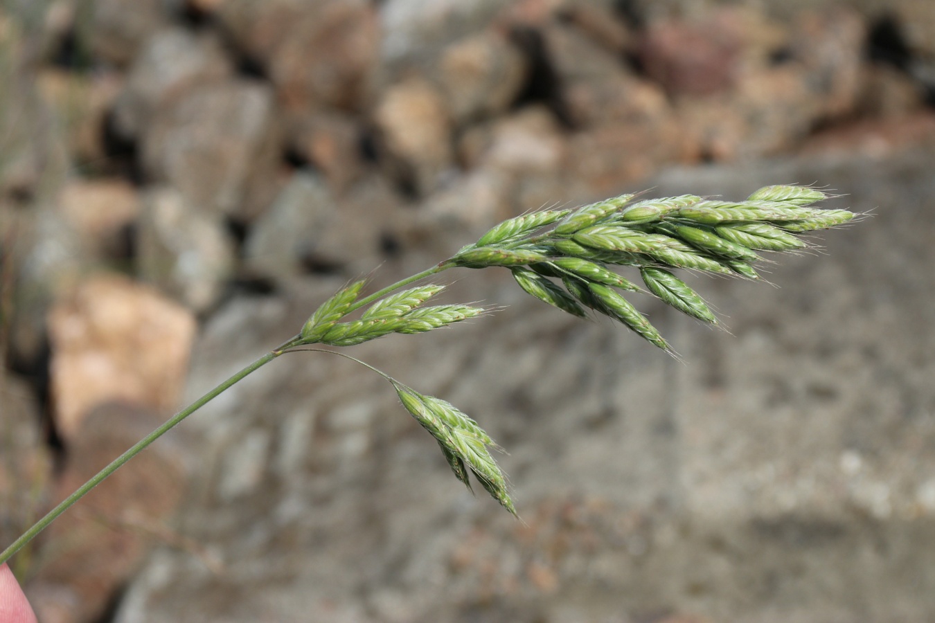 Image of Bromus hordeaceus specimen.