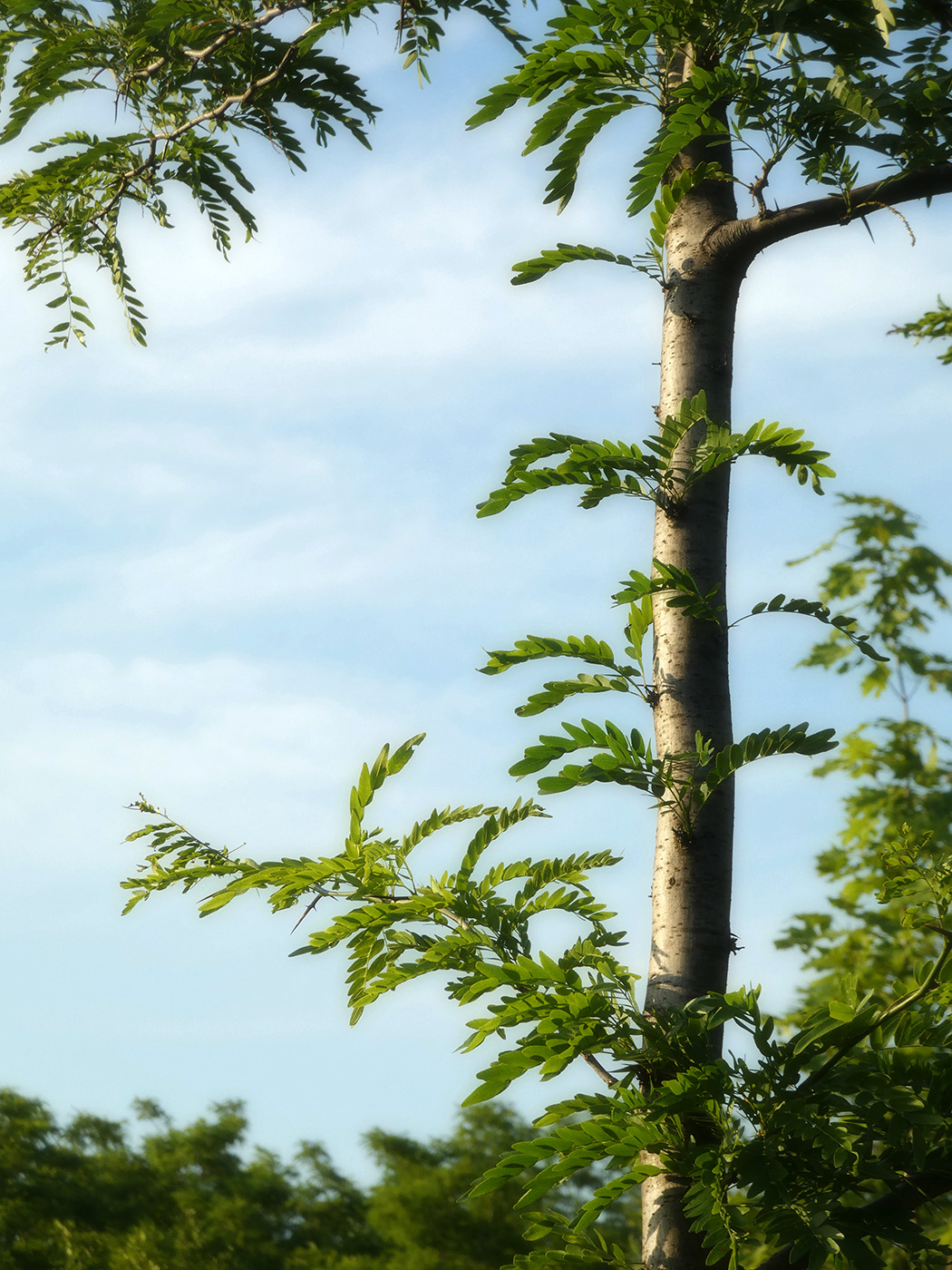 Image of Gleditsia triacanthos specimen.