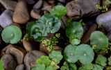 Hydrocotyle umbellata