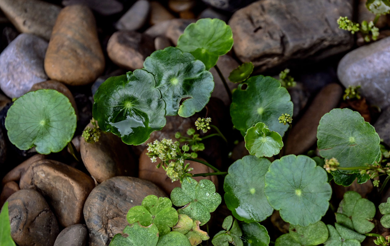 Изображение особи Hydrocotyle umbellata.