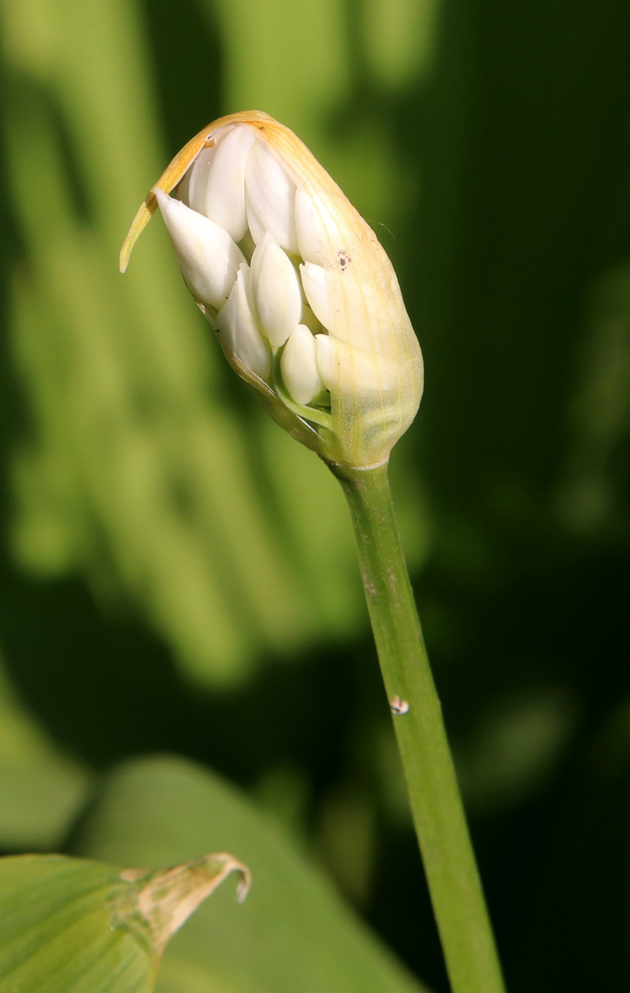 Изображение особи Allium ursinum.