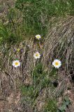 Pyrethrum dolomiticum. Цветущее растение. Кабардино-Балкария, Эльбрусский р-н, гора Чегет, юго-восточный склон, выс. ок. 2450 м н.у.м., граница луга и грунтовой дороги в окрестностях ручейка. 9 июня 2018 г.