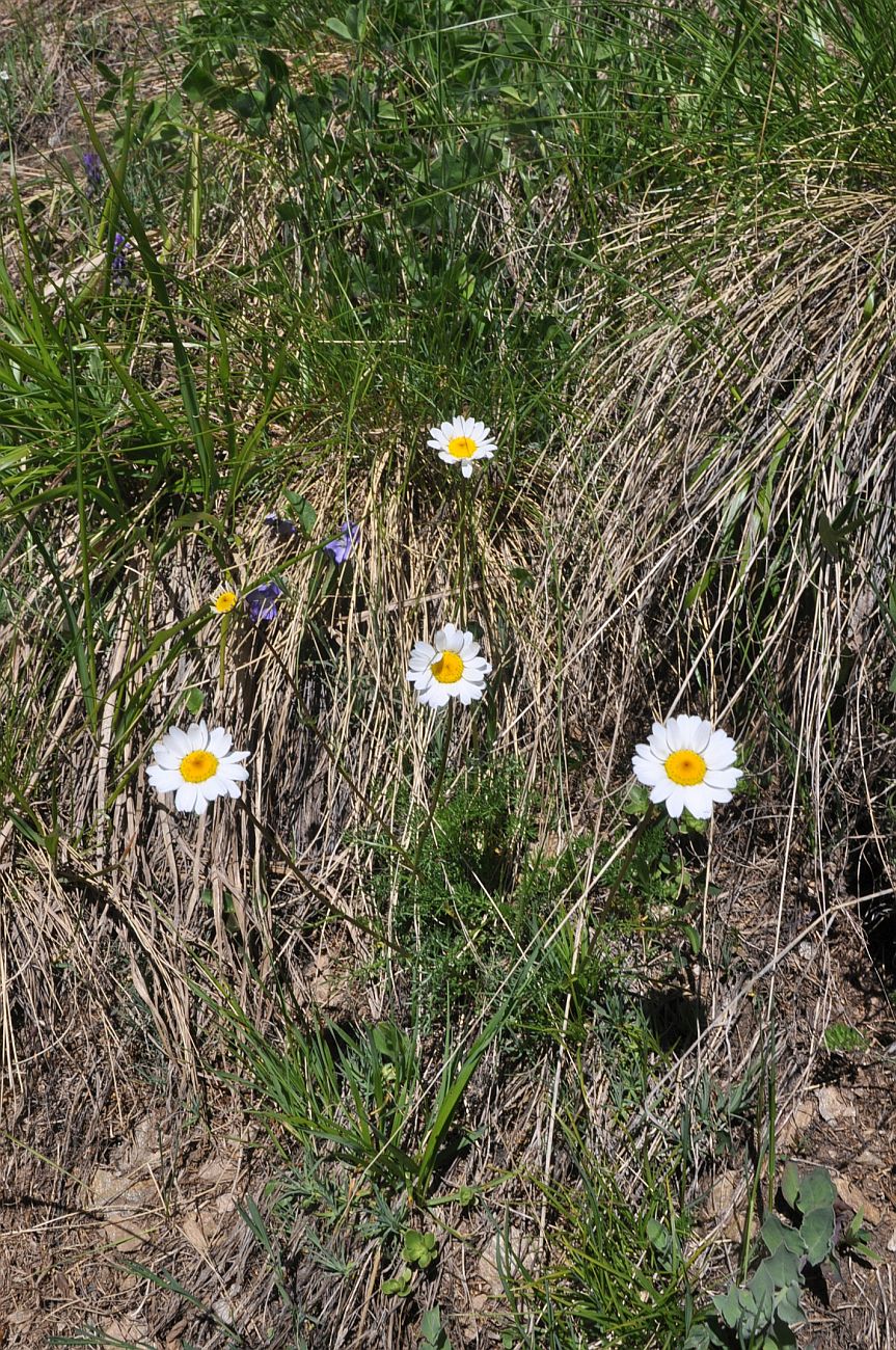 Image of Pyrethrum dolomiticum specimen.