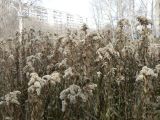 Solidago canadensis