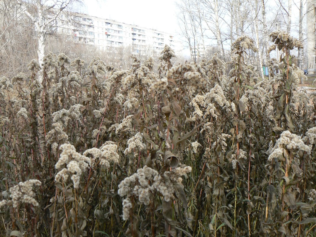 Изображение особи Solidago canadensis.