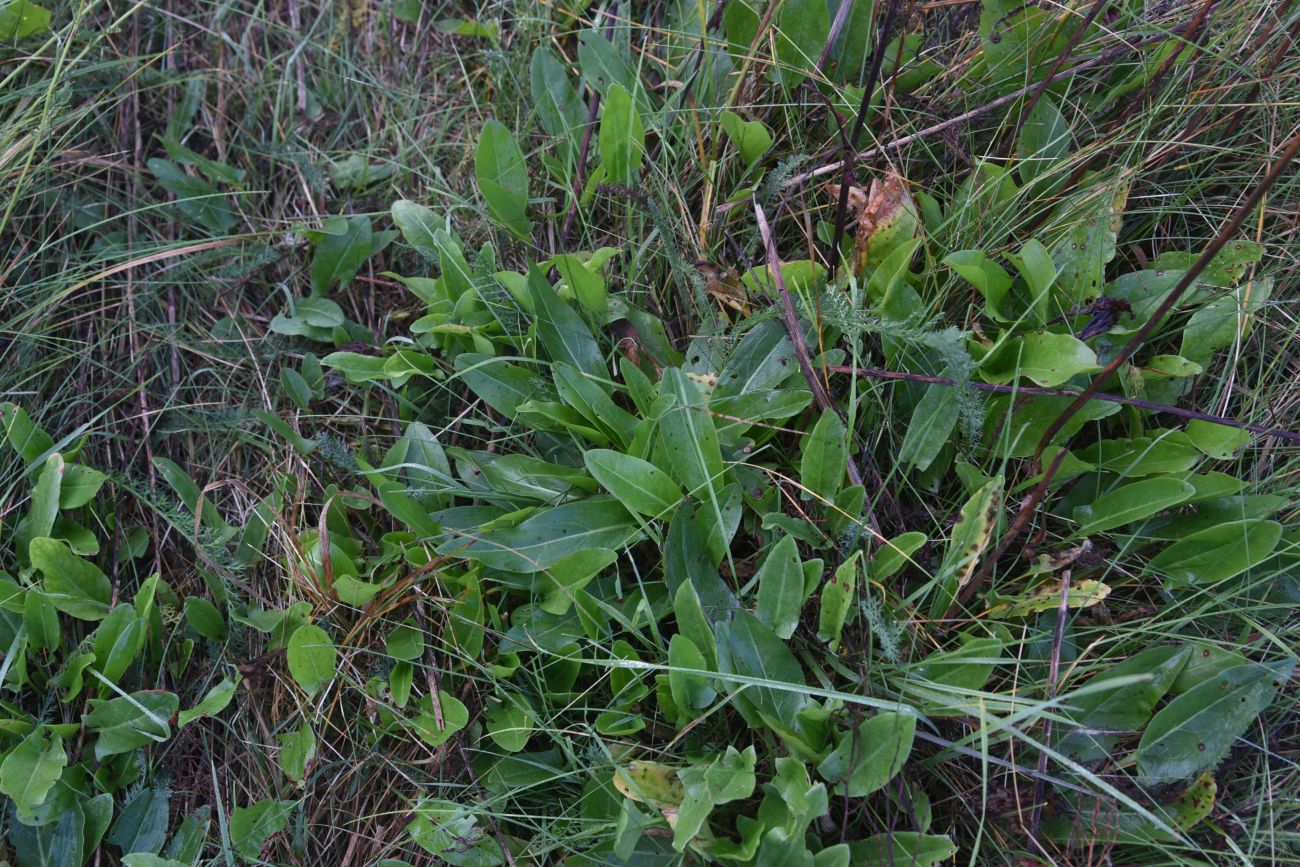 Изображение особи Rumex acetosa.