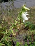 Campanula alliariifolia. Верхушка цветущего растения с бутонами, цветущими и отцветшими цветками. Республика Северная Осетия – Алания, Владикавказ, окр. с. Нижний Ларс, каменистая россыпь. 02.08.2024.