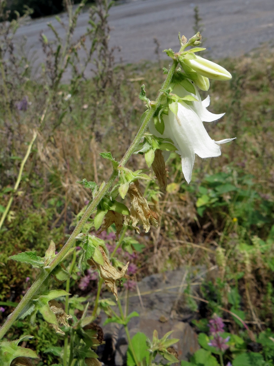 Изображение особи Campanula alliariifolia.