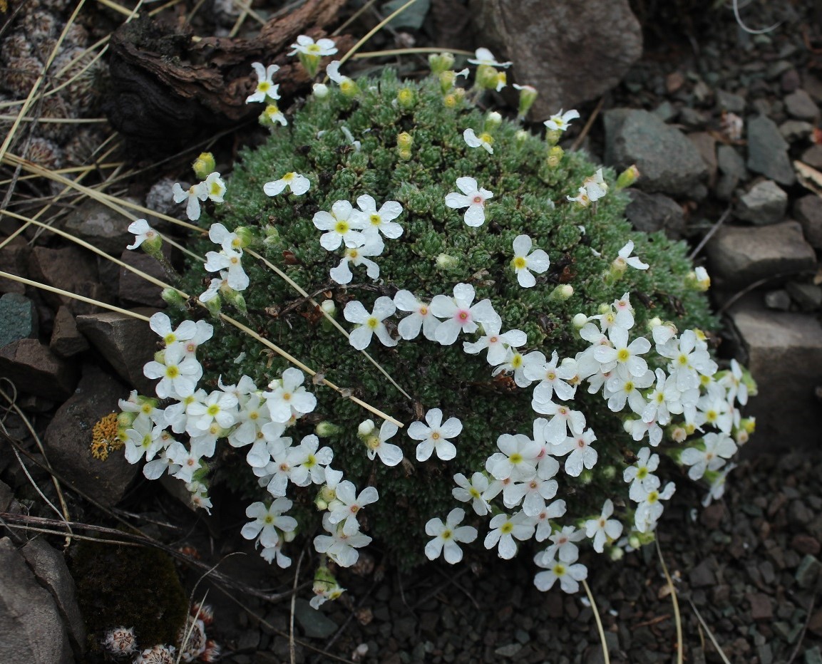 Image of Androsace dasyphylla specimen.