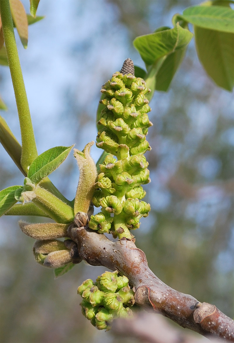 Image of Juglans regia specimen.