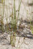 Juncus filiformis. Плодоносящие растения. Карелия, восточный берег оз. Топозеро, песчаный пляж. 03.07.2024.