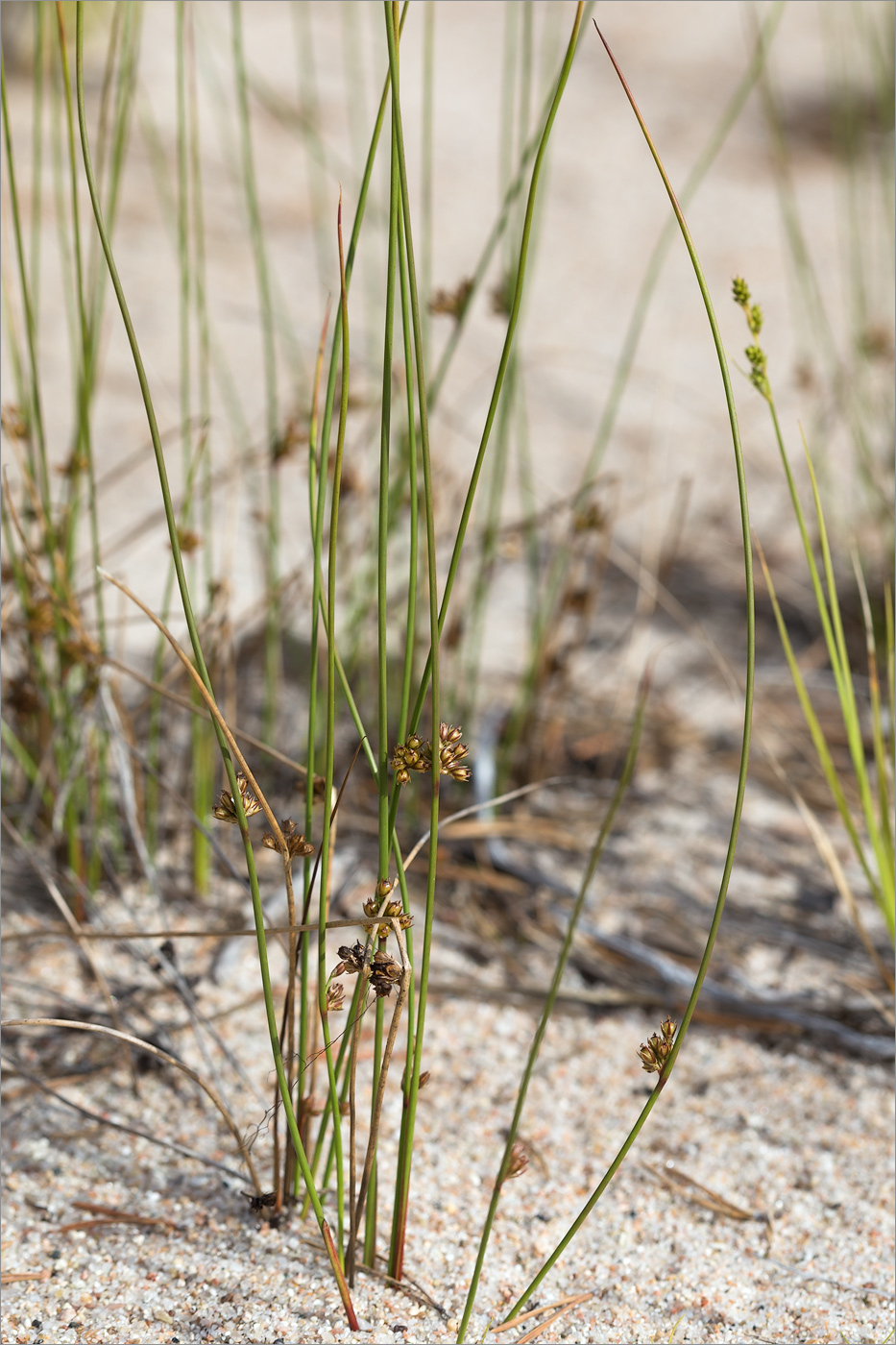 Изображение особи Juncus filiformis.