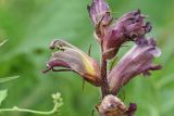 Orobanche owerinii