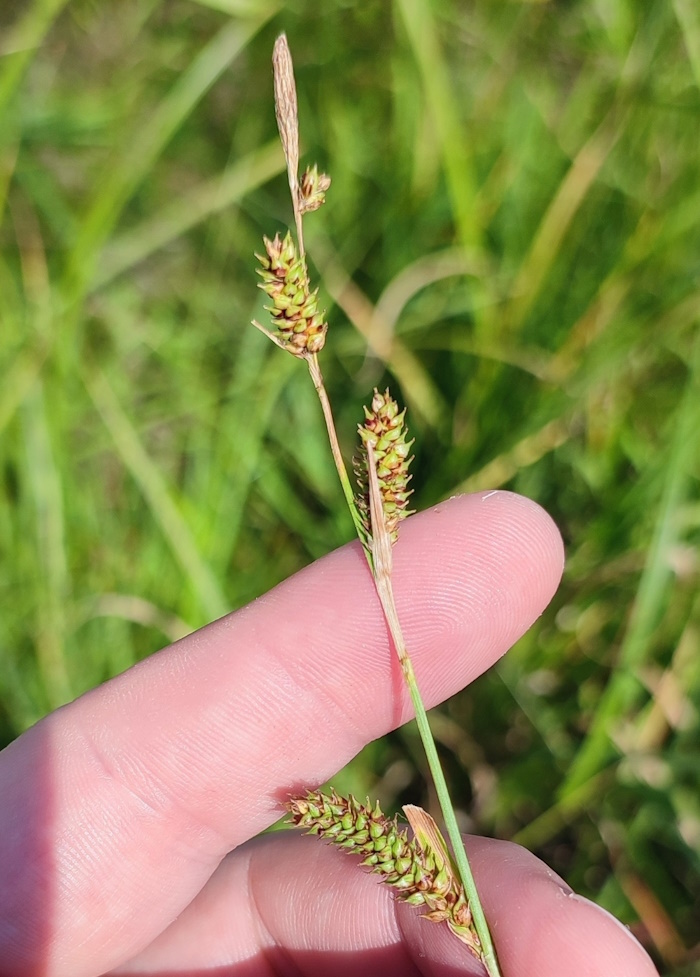 Image of Carex diluta specimen.