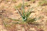 Смотреть изображение Tragopogon dubius подвид desertorum