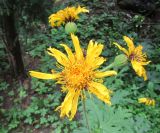 View full-size image Ligularia japonica