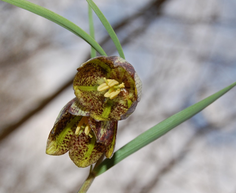 Image of Fritillaria montana specimen.