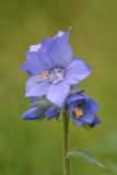 View full-size image Polemonium acutiflorum