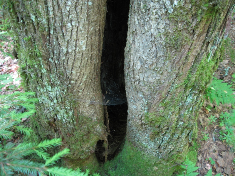 Image of Tilia cordata specimen.