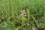 View full-size image Phelipanche purpurea