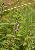 View full-size image genus Mentha