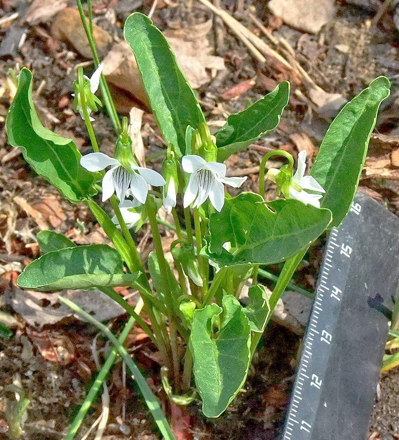 Image of Viola patrinii specimen.