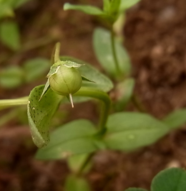 Image of genus Anagallis specimen.