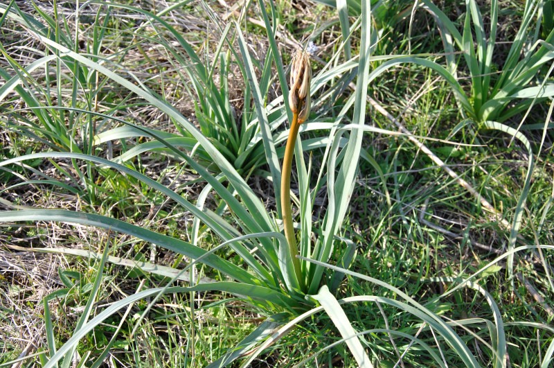 Image of Asphodelus ramosus specimen.