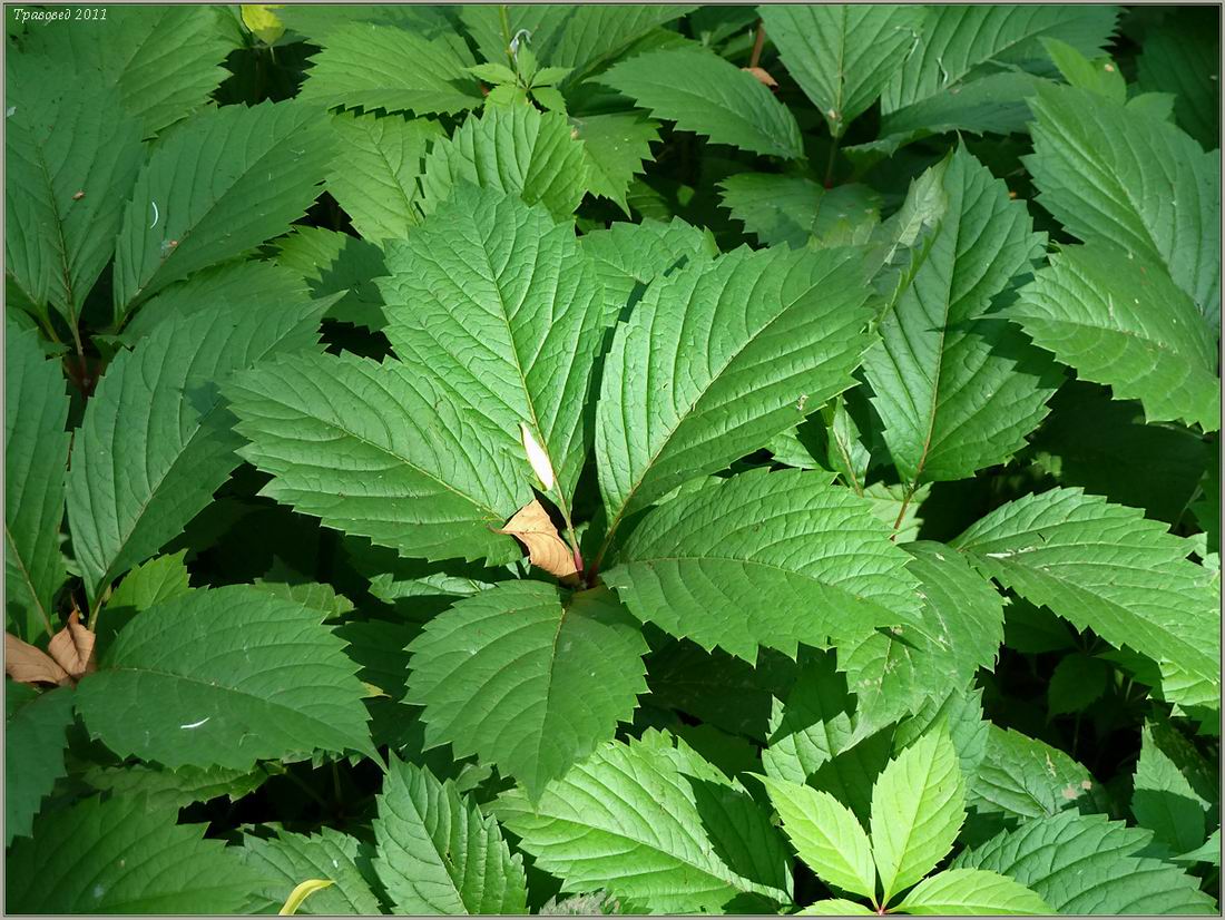 Image of Parthenocissus quinquefolia specimen.