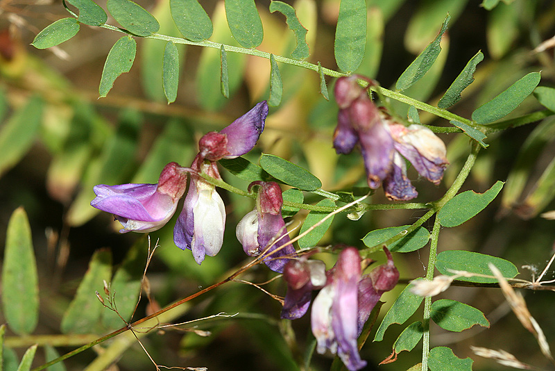 Image of Vicia cassubica specimen.