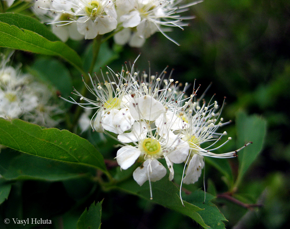 Image of Spiraea chamaedryfolia specimen.