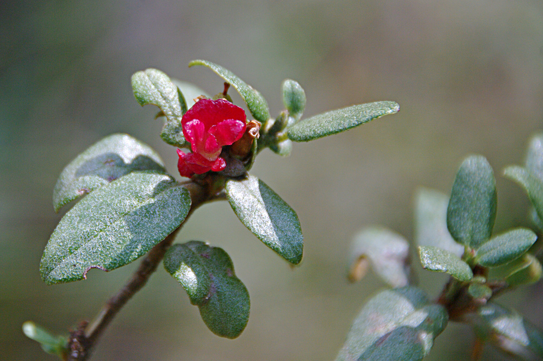 Image of Rhododendron parvifolium specimen.