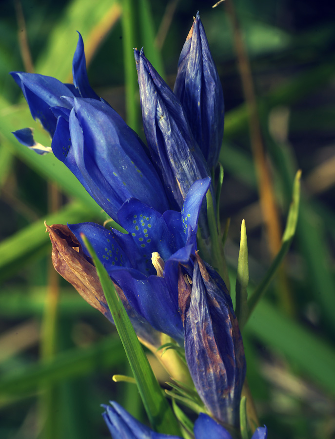 Image of Gentiana pneumonanthe specimen.