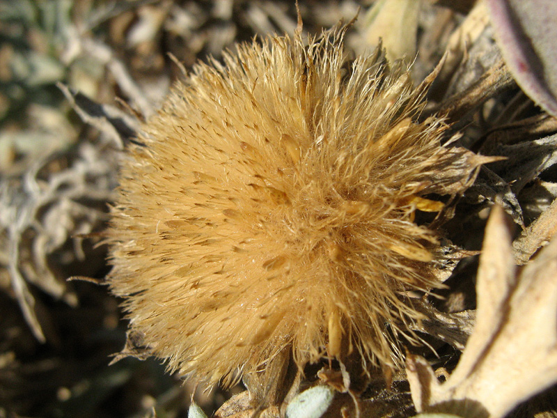 Image of Atractylis carduus specimen.