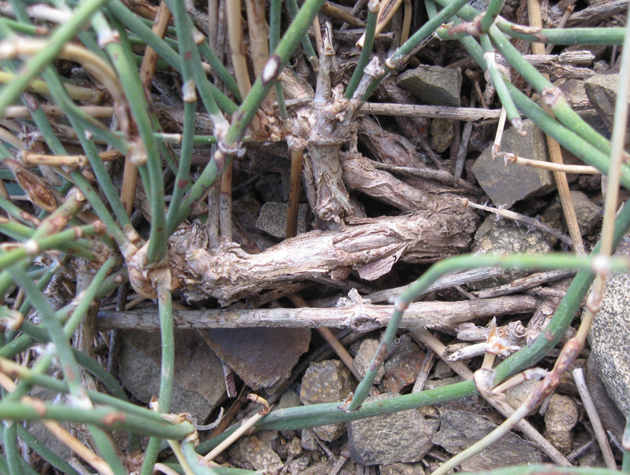 Image of Ephedra distachya specimen.