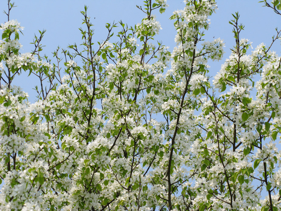 Изображение особи Pyrus ussuriensis.