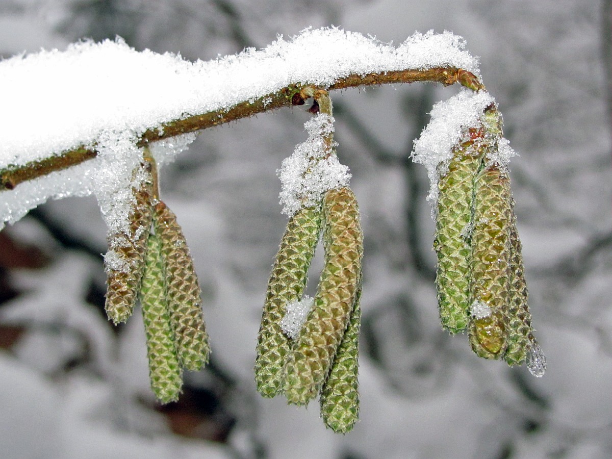 Image of Corylus avellana specimen.