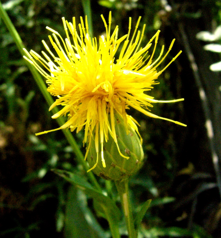 Image of Centaurea behen specimen.