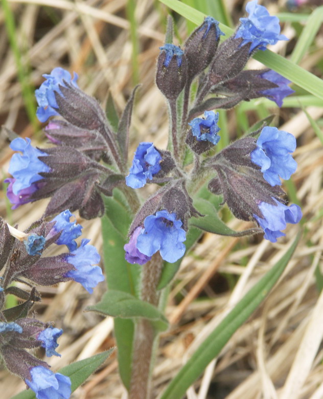 Image of Pulmonaria angustifolia specimen.