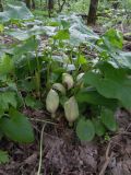 Arum orientale