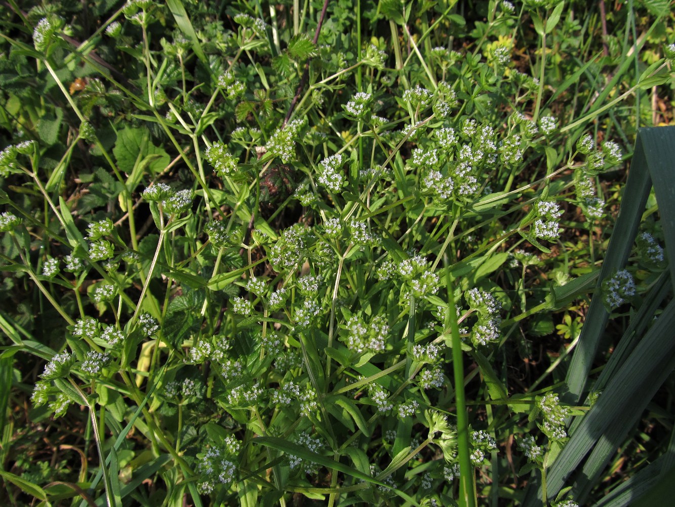 Image of genus Valerianella specimen.