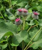 Arctium tomentosum