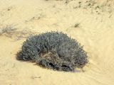 Moltkiopsis ciliata. Взрослое растение на песчаном склоне. Израиль, пустыня Негев, пески Халуца. Апрель 2011г.